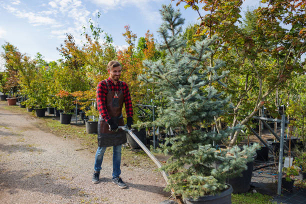 The Steps Involved in Our Tree Care Process in Kendale Lakes, FL